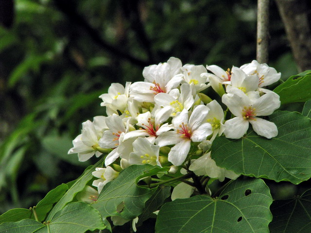 i油桐花 img_6780b
