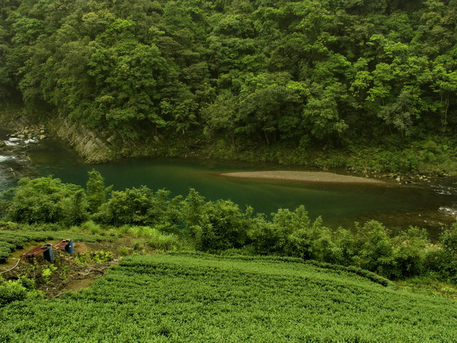 大舌湖的茶園