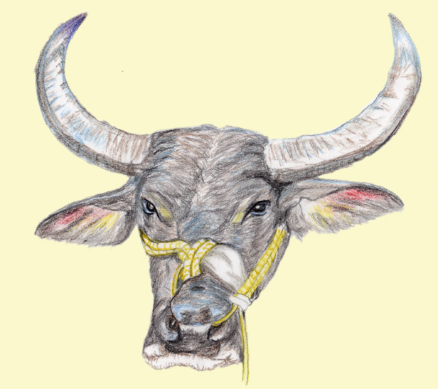 water-buffalo-2