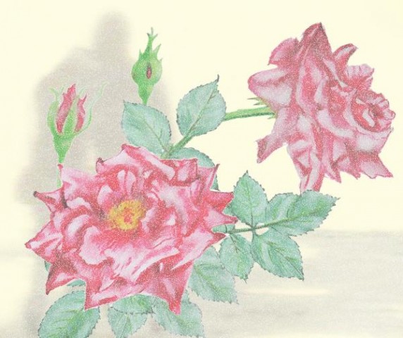 Red-Rose-5